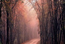 问鼎娱乐：[乒乓球]黄友政止步男单四分之一决赛.